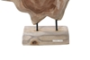 Picture of BARON SOLID TEAKWOOD DISPLAY ABSTRACT IN 3 SIZES