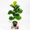 Picture of Artificial Fiddle Leaf